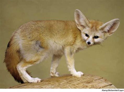 american heritage dictionary entry fennec