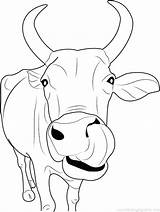 Cow Coloring Pages Baby Printable Color Cows Print Getcolorings sketch template
