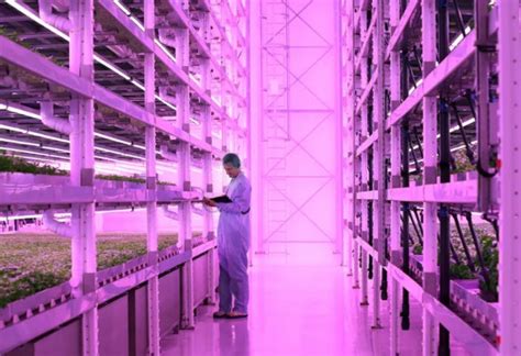 vertical farming   uk adds  enormous  facility