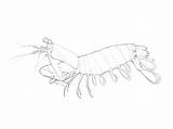 Shrimp Coloring Getcolorings Animal sketch template