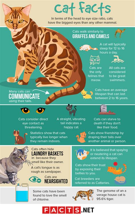 surprising cat facts    knew