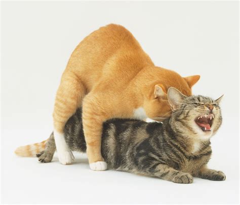 Pictures of cats having sex
