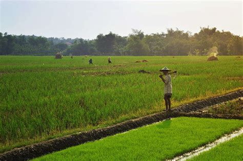 tantangan pertanian organik  indonesia pak tani digital
