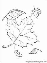 Maple Sugar Leaf Getdrawings Drawing sketch template