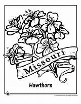 Flower Missouri State Coloring Pages Woojr Jr Blocks sketch template
