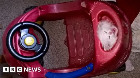 kitten gets head stuck in toy car bbc news