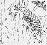Woodpecker Coloringbay Clker sketch template