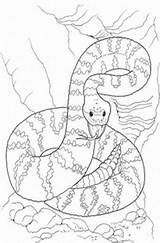 Coloring Rattlesnake Animals Pages Kids Colouring Print Wild 39kb 395px sketch template