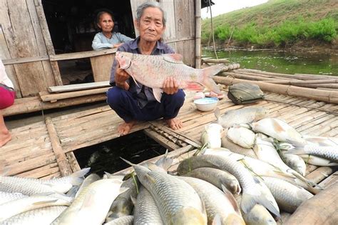 video  mass fish death hits vietnam saigoneer