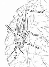 Heuschrecke Heuschrecken Sprinkhaan Sprinkhanen Ausmalbilder Grasshopper Grasshoppers Ausmalbild sketch template