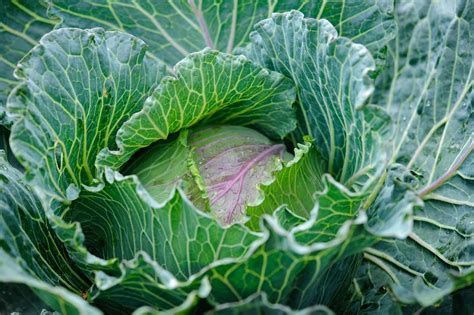 grow cabbages gardenersworldcom
