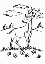 Colorat Desene Cervo Animale Cerb Planse Salbatice Capriolo Daino Cerbul Cerbi Cerbiatto Bambi Lupo Bosco sketch template