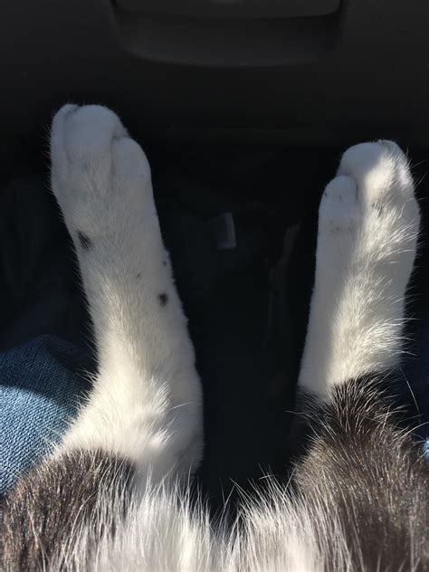 cat  rabbit feet raww