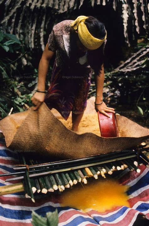 Penan Sago Malaysia Sarawak Borneo Sarawak Borneo