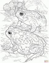 Printable Desert Animals Coloring Toad Sonoran Pages sketch template