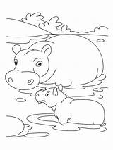 Hippo Coloring Baby Pages Mother Kids Print Choose Board Template Animal sketch template
