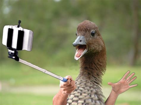 Duck Face Selfie R Birdswitharms