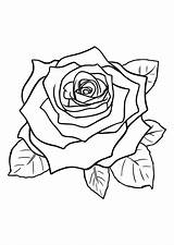Coloring Rose Pages Sheets Visit sketch template