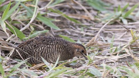 king quail female  pulau punggol barat  toh yew wai flickr