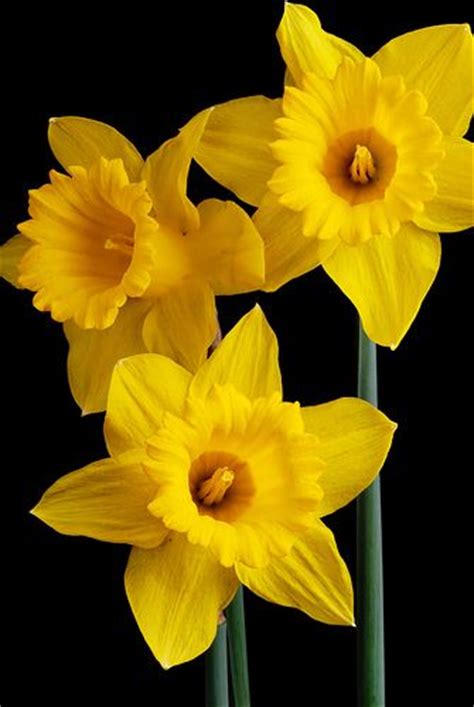 daffodils gender feminine planet venus element water place a daffodil on your altar while