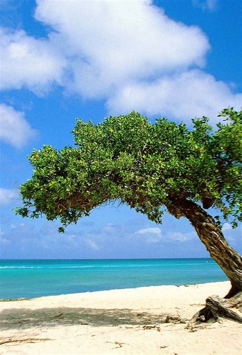divi divi tree aruba places  travel aruba pictures beautiful beaches