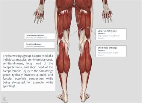 Posterior Thigh Pain — Knowledge Central — Physiou