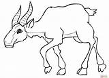 Saiga Coloring Wildebeest Drawing Getdrawings Printable Antelope Categories sketch template