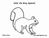 Squirrel Gray Coloring Eastern Nature sketch template