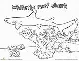 Pages Blacktip Reef Sharks sketch template