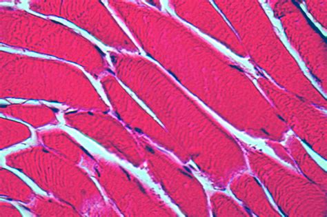 uva and partners have a bold goal manufacturing human tissue uva today