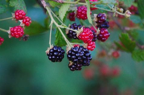 wild berries  canada  canadian encyclopedia