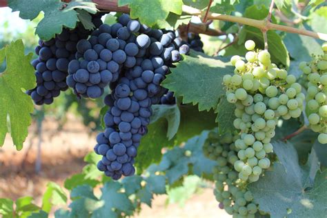 key indicators  wine grapes  ready  harvest california ag