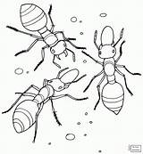 Fire Ant Drawing Coloring Ants Pages Getdrawings sketch template