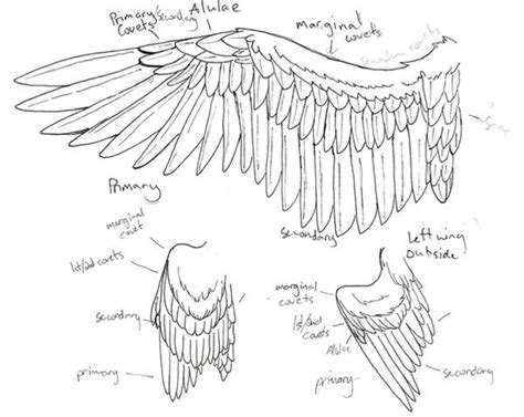 wing anatomy  niffler  deviantart