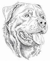 Rottweiler Perros Hund Lapiz Kleurplaat Hond Rottweilers Tegninger Perro Tekeningen Paard Dibujo Flotte Malen Hundezeichnung Rottweilerpuppy Dieren Tekenen Bildergebnis Cão sketch template