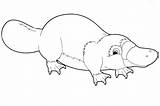 Coloring Pages Australia Platypus Template Print sketch template