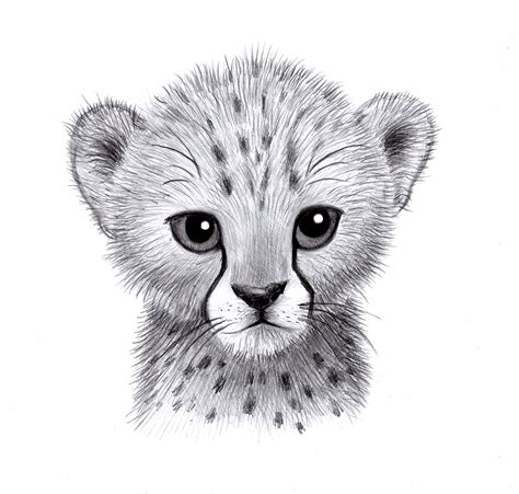cheetah drawing easy cute   draw  cheetah drawingforallnet