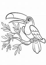 Toucan Coloring Pages Birds Cute Little Bird Preview sketch template