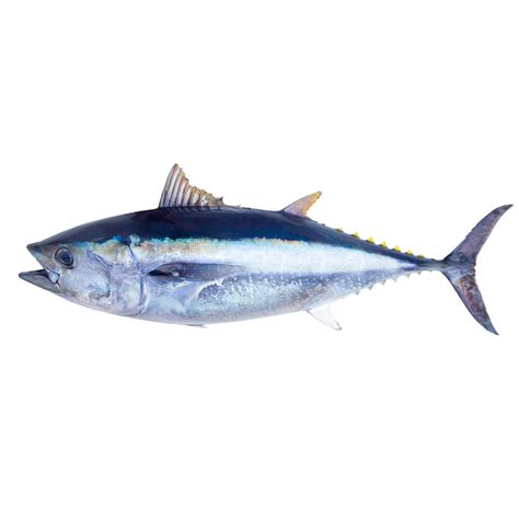 fresh bluefin tuna tropic fish hawaii