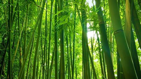 anyaman bambu tampak lebih natural  cat kayu biovarnish cat kayu