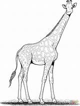 Colorare Disegni Giraffa sketch template