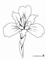 Coloring Iris Pages Getcolorings Flower sketch template