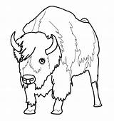 Bison Coloring Pages Buffalo Bill Printable Kids Bullet Bills Coloriage Animaux Colorier Imprimer Nord Color Getcolorings Print Dessins Animal Choose sketch template