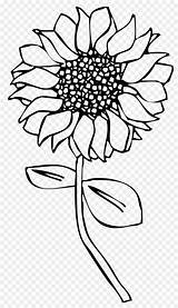 Sunflower Girassol Leaf Sunflowers Crizantema Corciovei Tatiana Pngwing sketch template
