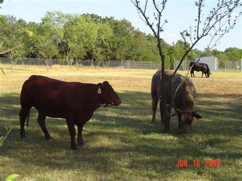 Kennedale Tx Cattle Graze On Private Property Near Swiney Hiett Rd