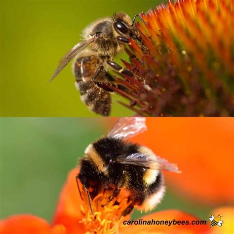 queen honey bee mating
