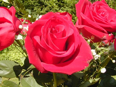 rose flowers flowerinfoorg