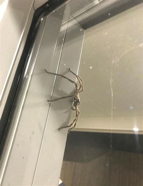 Giant Huntsman Traps Aussie Couple In Their Home Wsfm101 7 Pure Gold