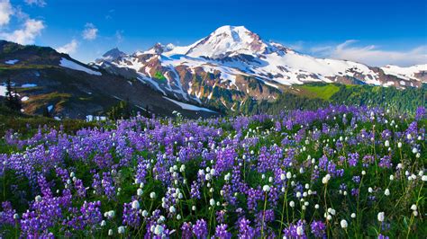flower meadow  mountains wallpapers wallpaper cave