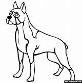 Dog Boxer Coloring Dogs Pages Trace Colouring Online Outline Puppy Drawing Color Template Colors Print Realistic Clipart Draw Thecolor Clip sketch template